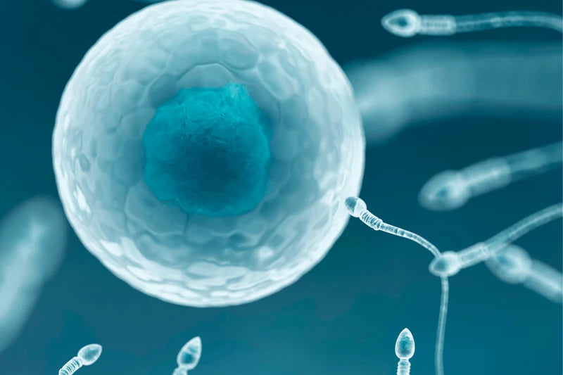 The Frightening Reality of Sperm Health and What You Can Do About It